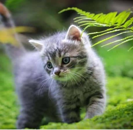 Keep cats away from plants
