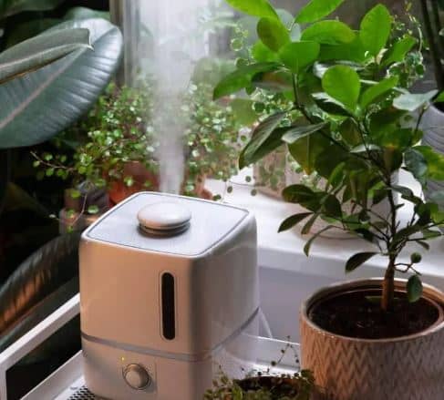 Best Humidifiers for plants