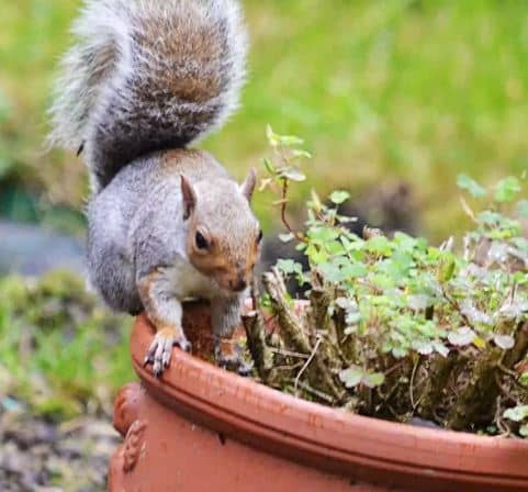 Keep squirrels out of your plants