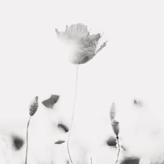 white flower in grayscale photography