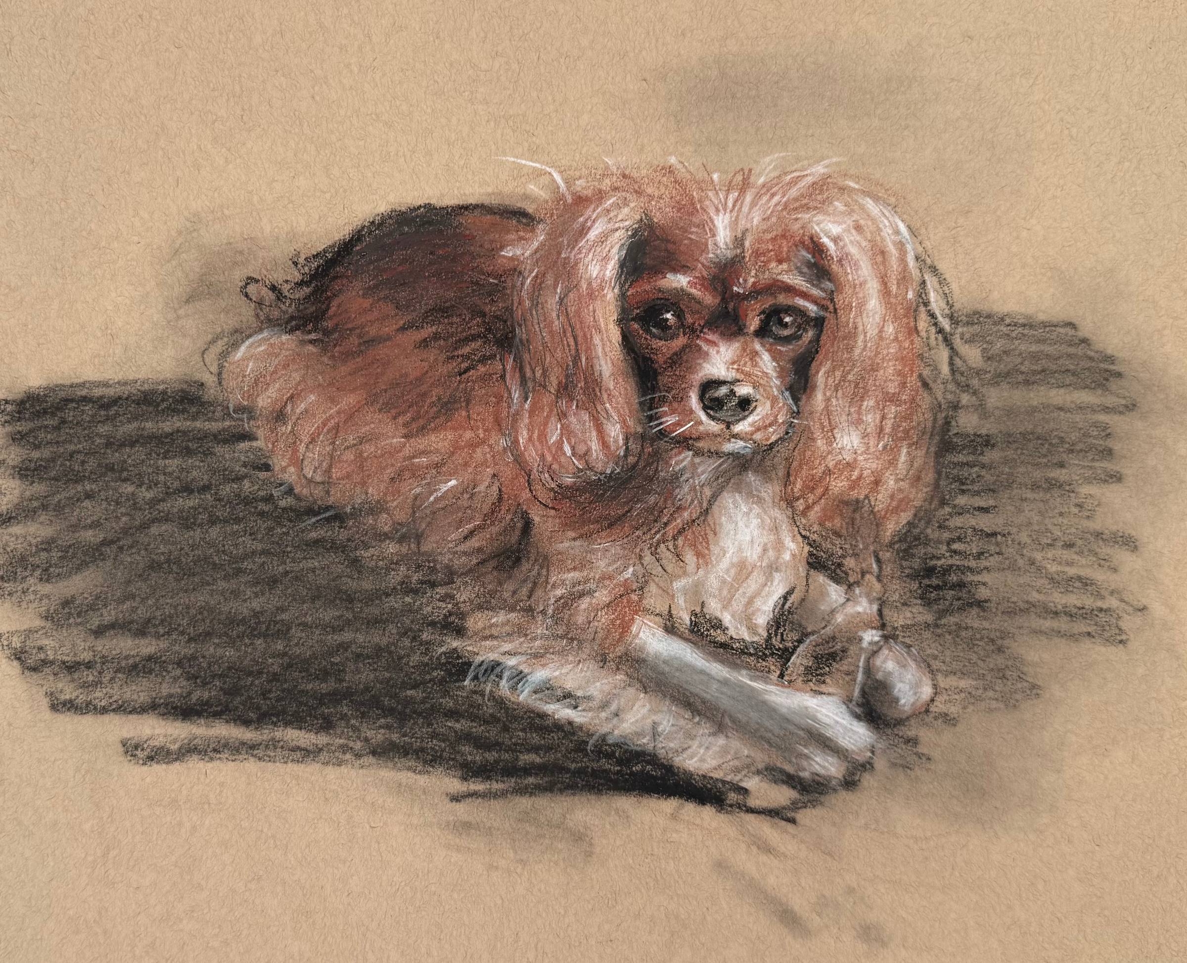 A drawing of Phoebe the Cavalier King Charles
