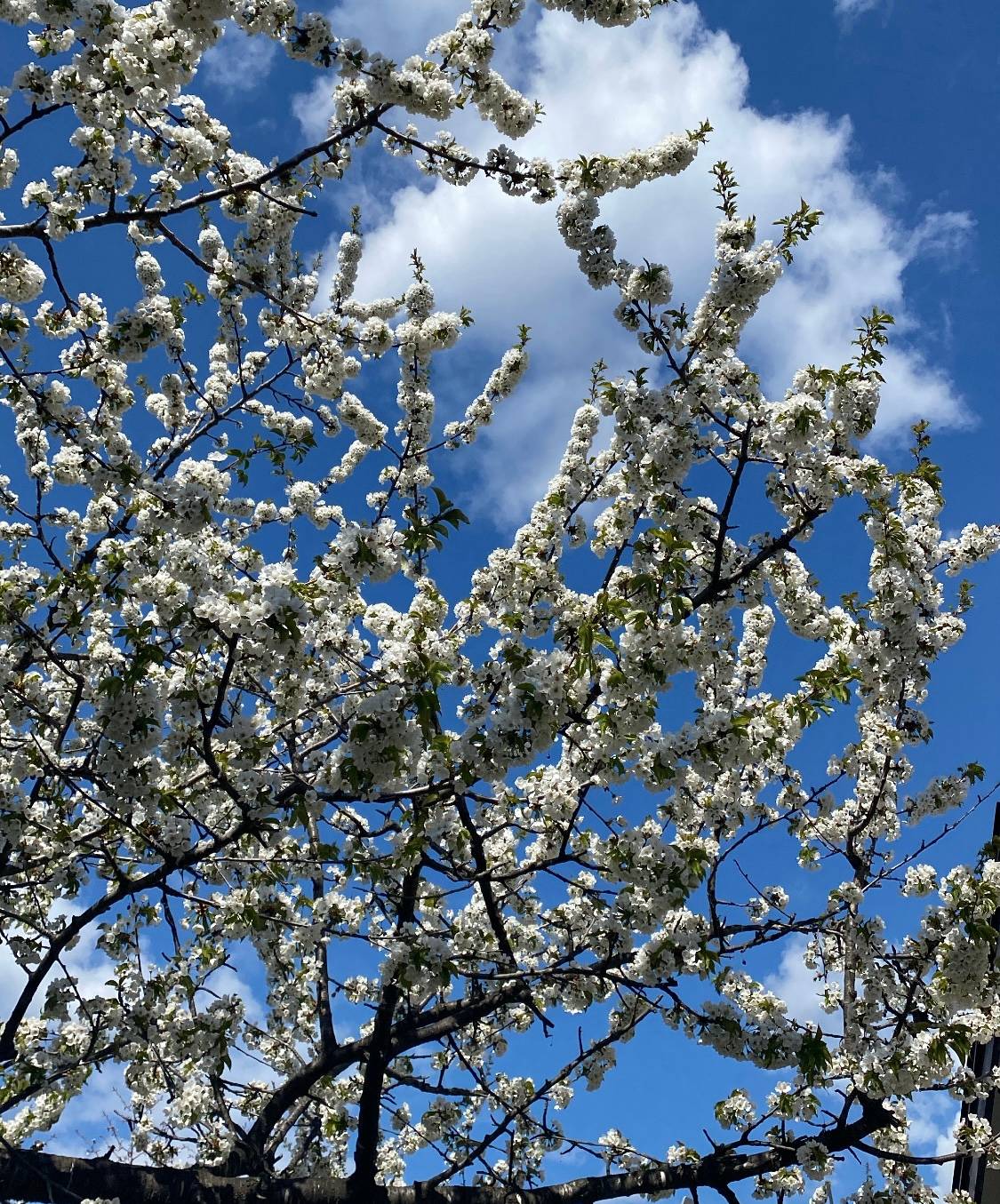 cherry blossoms against blue sky