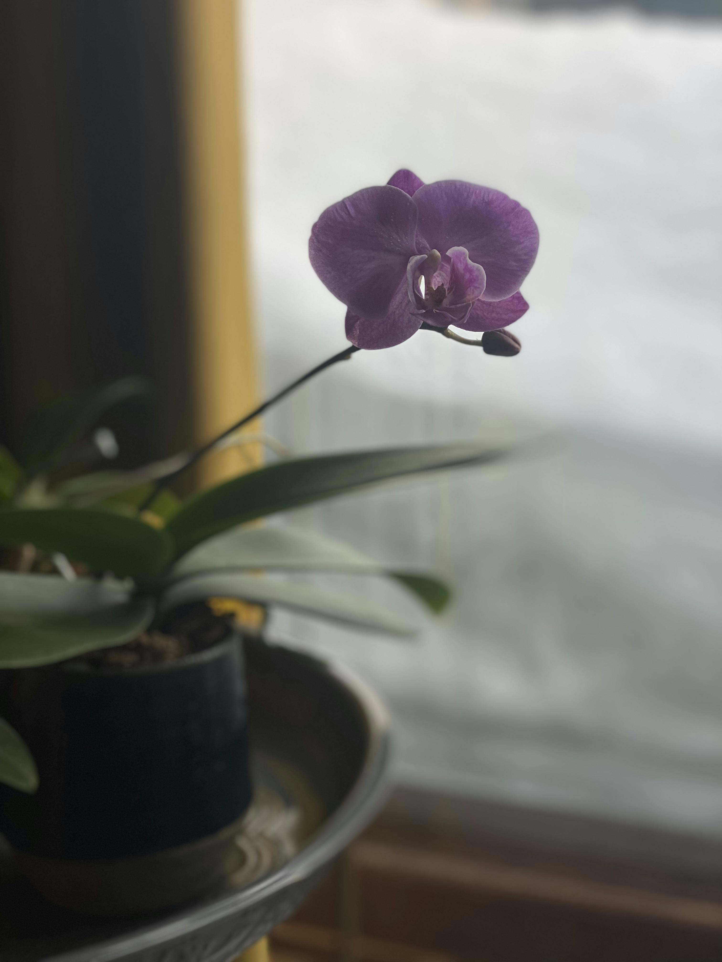 Orchid in front of a window of snow.