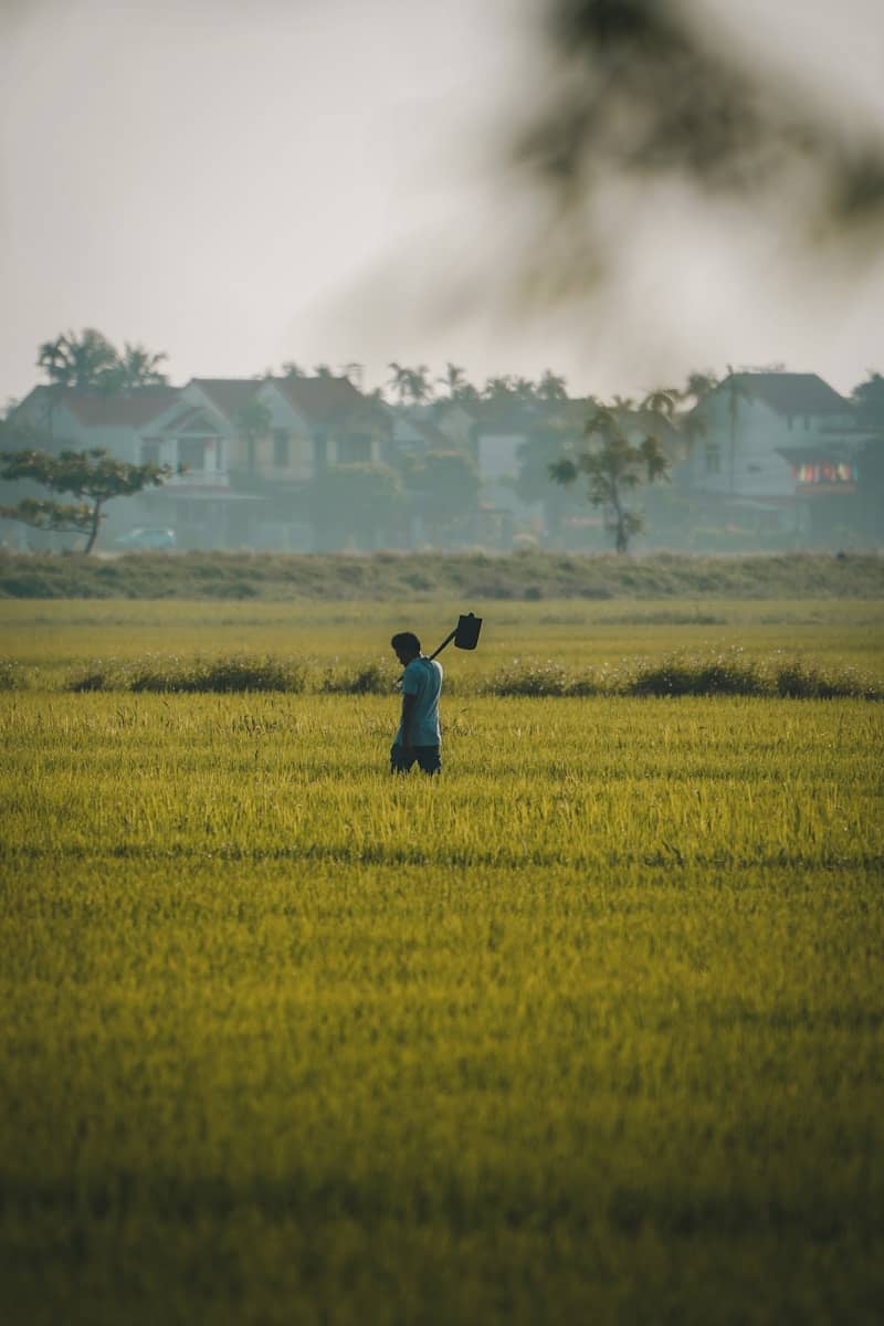 A farmer walks through a rice field.
