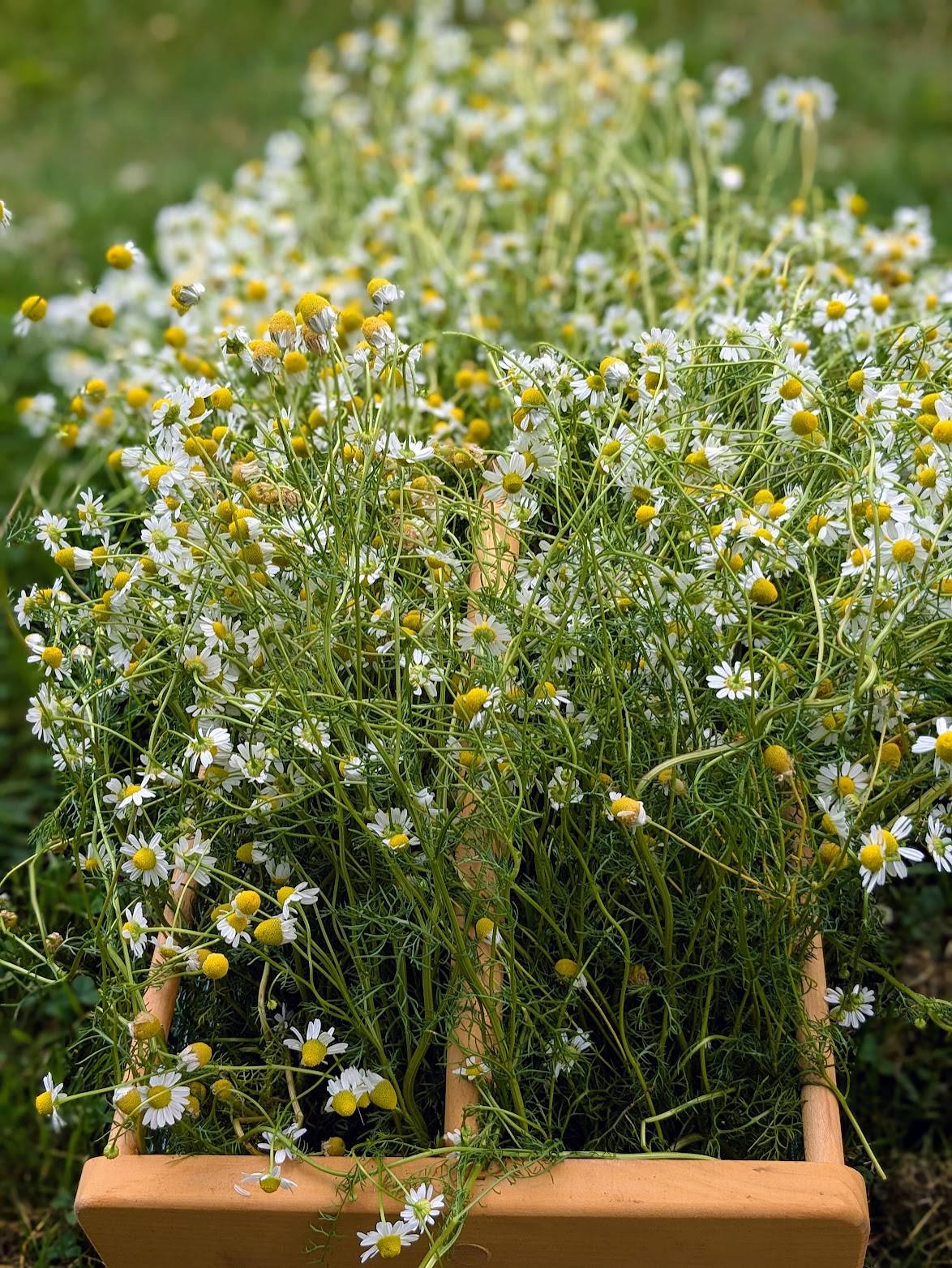 Bodegold Chamomile, Matricaria recutita