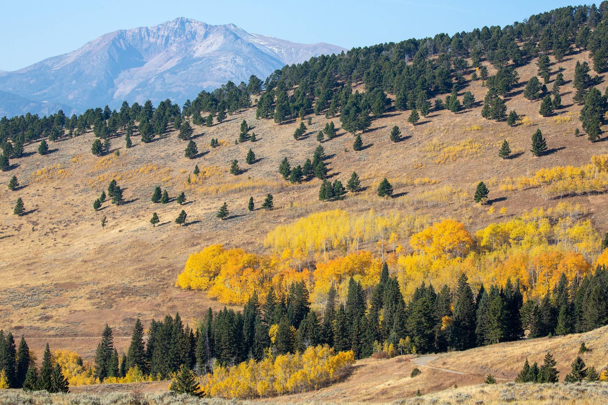 Fall colors on the Custer Gallatin by Diane Renkin/NPS Photo
