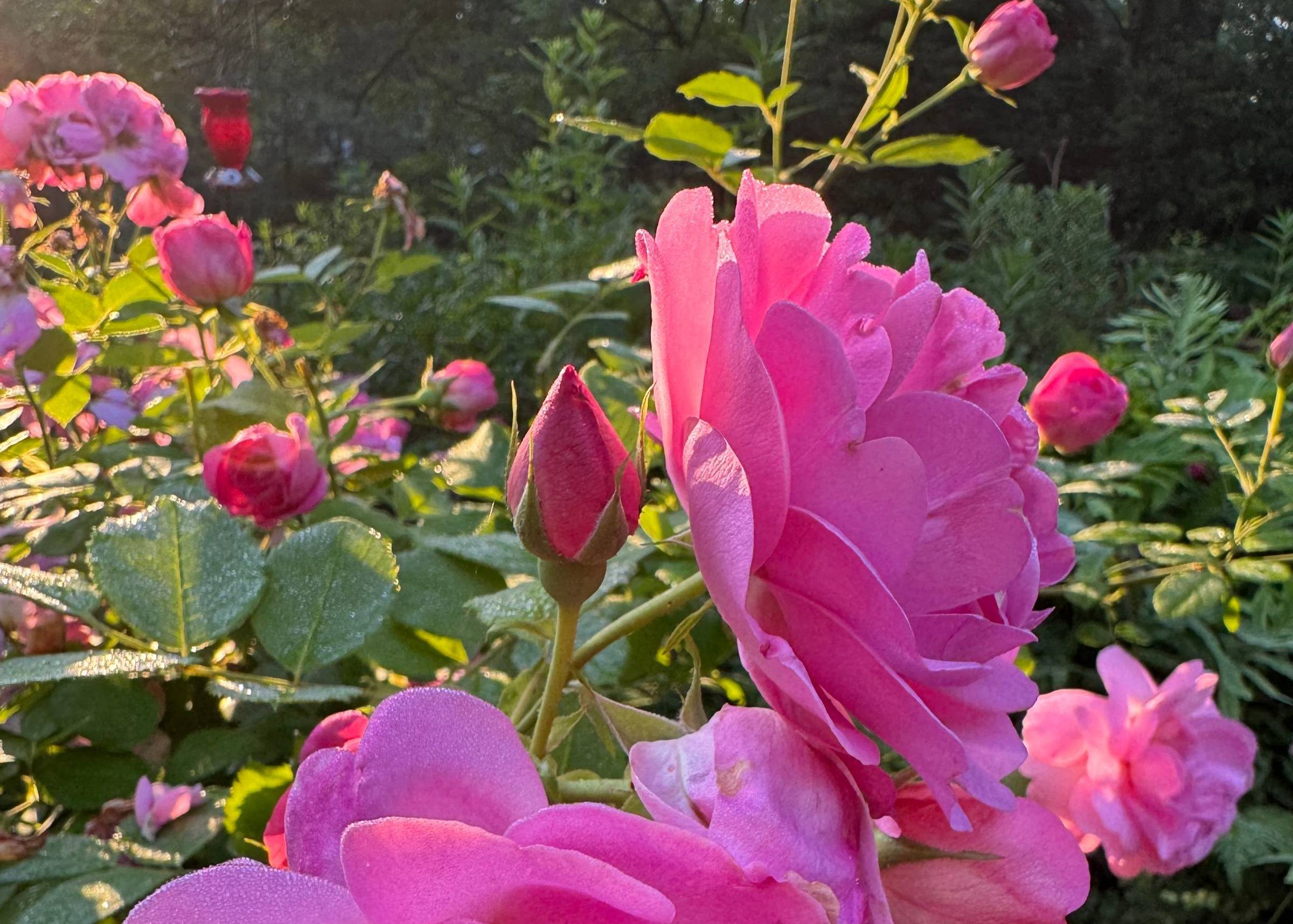 As the soul heals and remembers its true nature, the rays of inner light grow longer and reach farther. And so it is for all of us. Blossom. Share your wisdom. Nurture your vision.