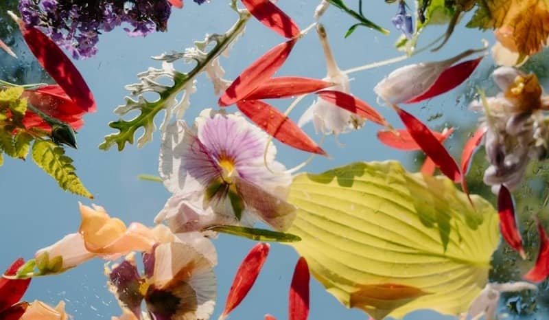 Colorful flowers and leaves floating on a light blue surface.