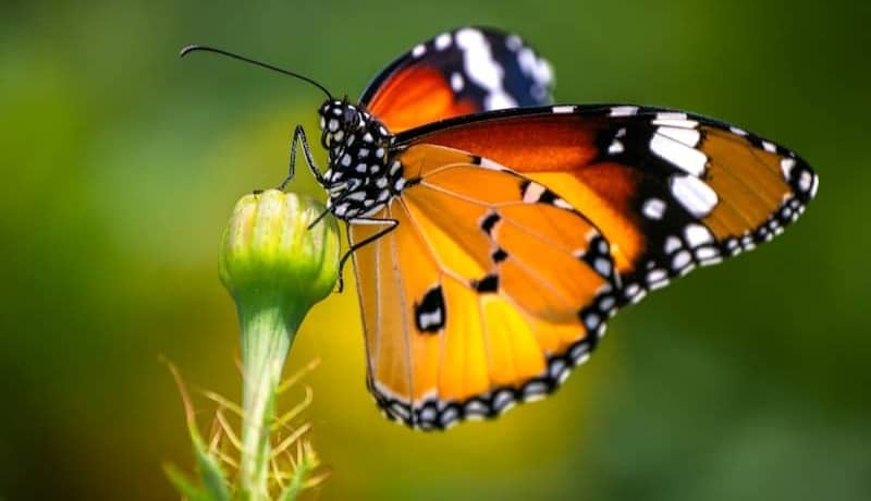A plain tiger butterfly perched on a green flower bud against a blurred background