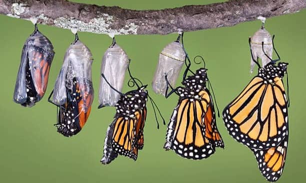 Mindful Release and Rebirth