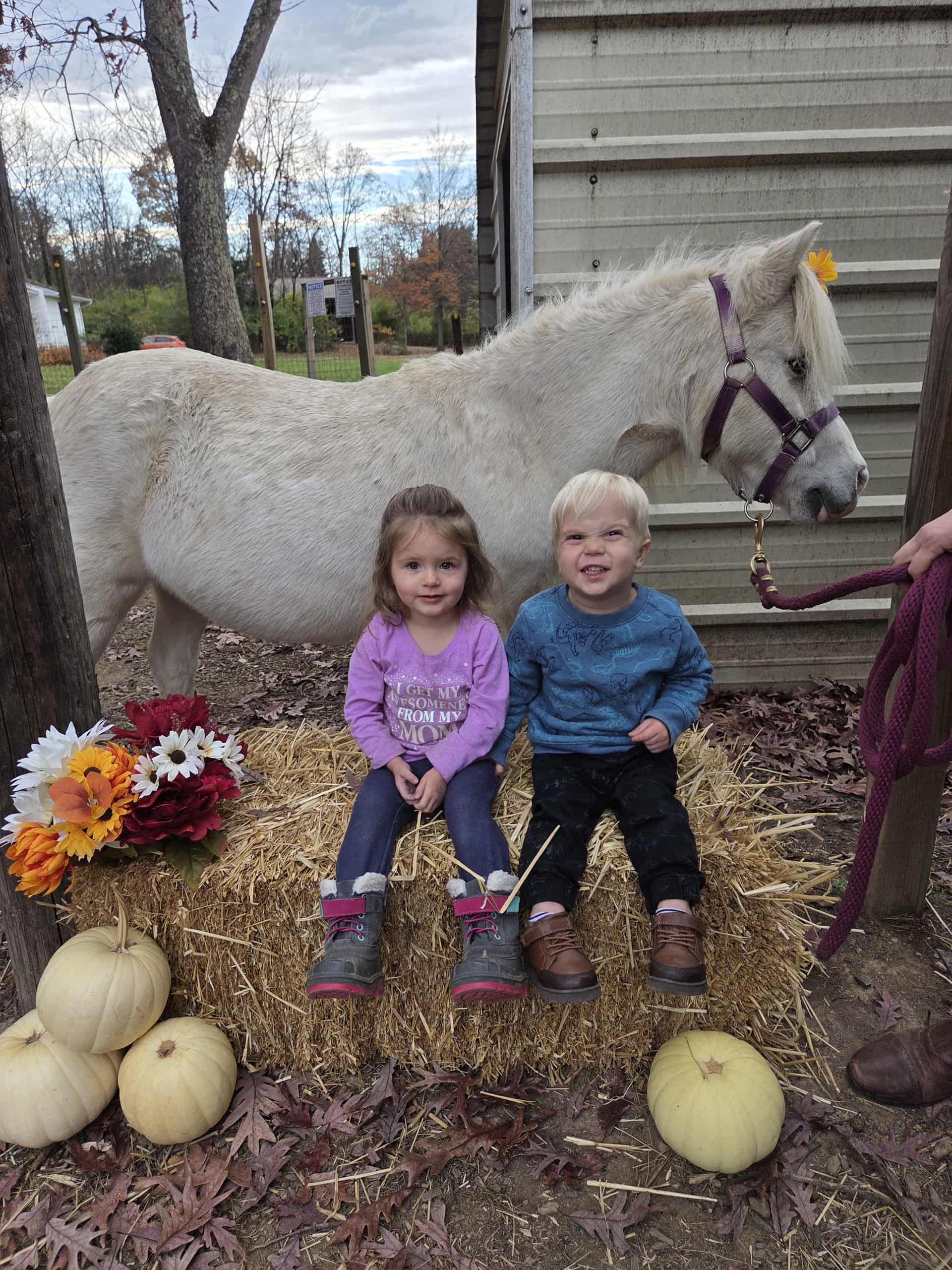 Grey pony with purple halter standing behind 2 kids on a straw bale with white pumpkins and fall flowers.