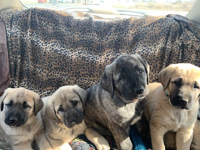 2 fawn Anatolian shepherd puppies laying on a leopard print blanket in a car’s back seat next to 2 sitting Anatolian shepherd puppies. One is fawn and one is black brindle. There is a blue teething toy next to the black brindle puppy.