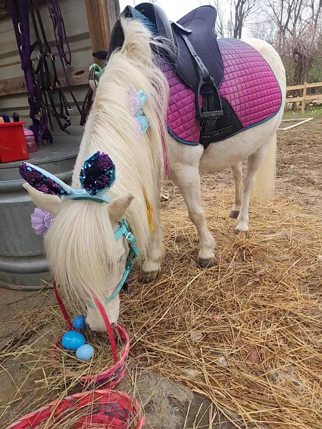 White Easter Pony with purple rabbit ears looking in her pink East basket with blue easter eggs