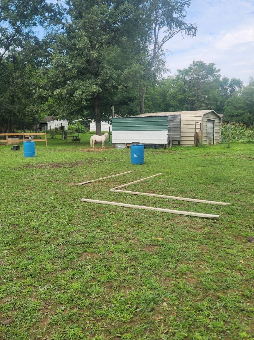 Zony the Pony in the grass ring with 2 blue barrels setup for a pony school game and white poles on the ground to make an L shaped path. Metal shed in background and corn.