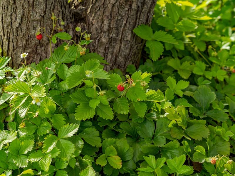 Wild strawberries growing around a tree trunk in sunlight.