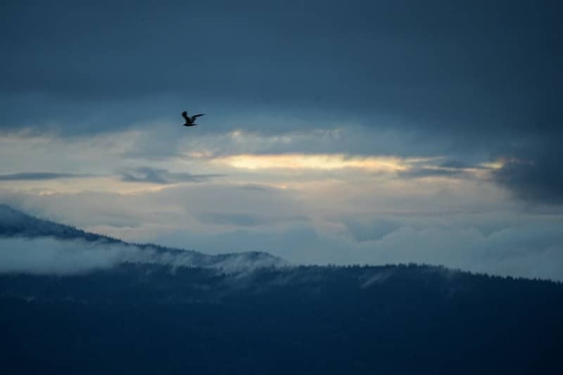 A bird flies through a cloudy sky over mountains.