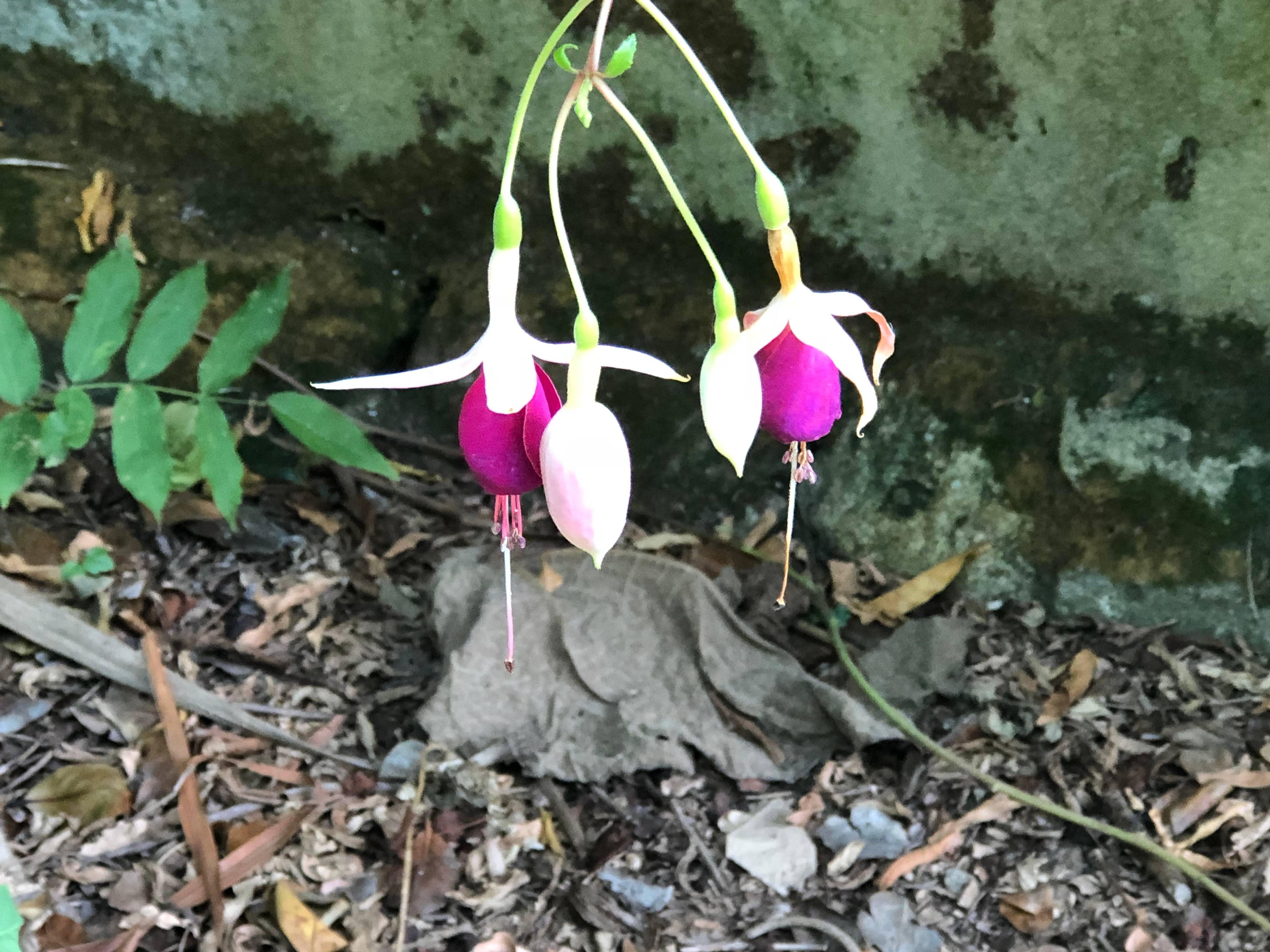 Bleading heart plants