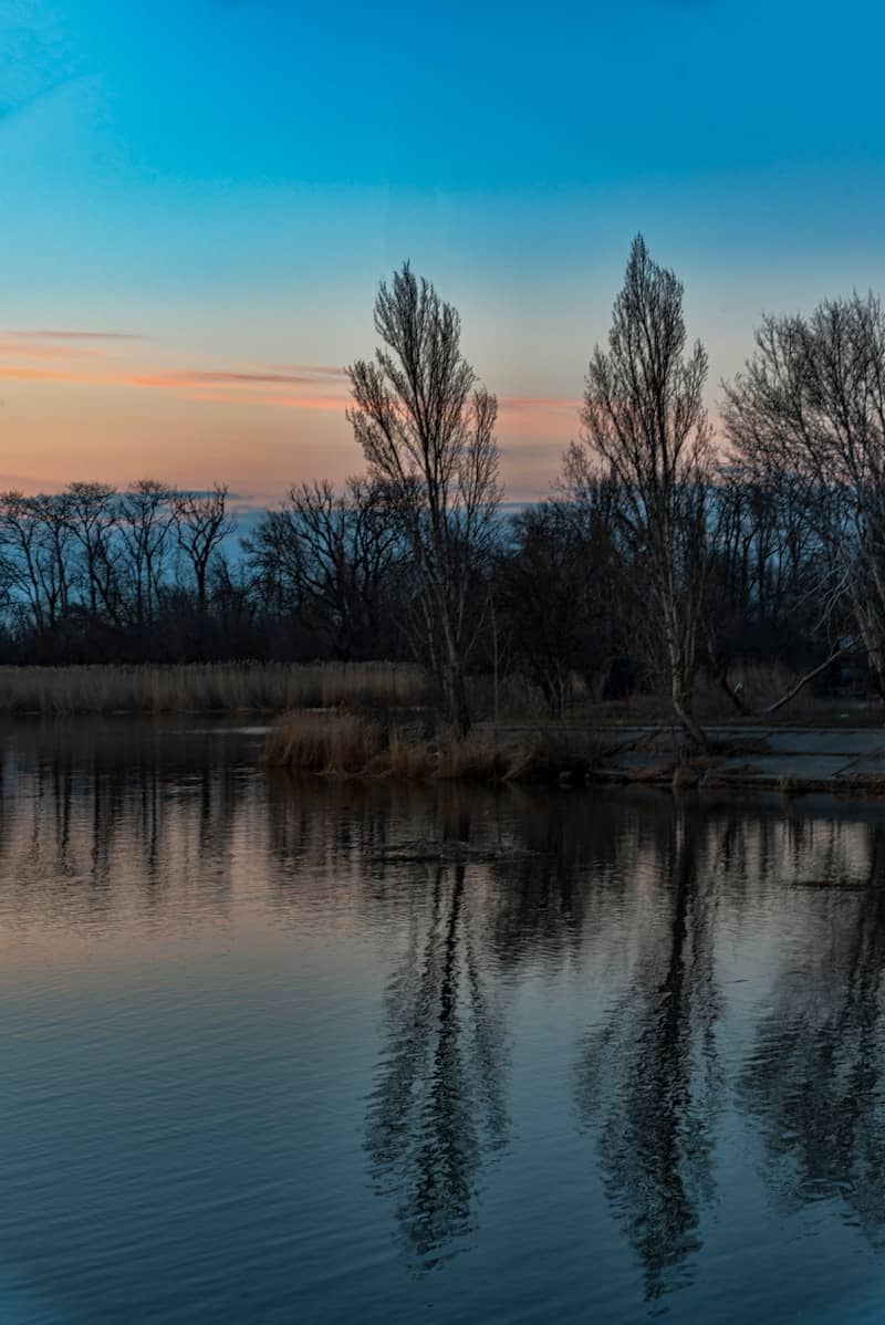 Bare trees reflected in calm water at dusk