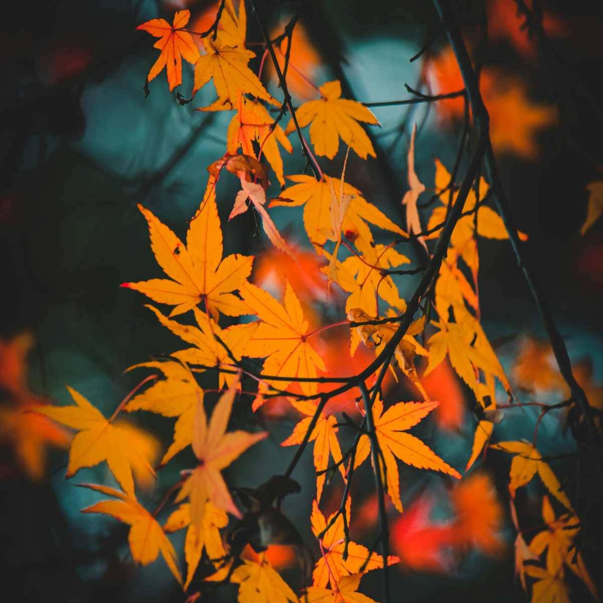 fall leaves in the night