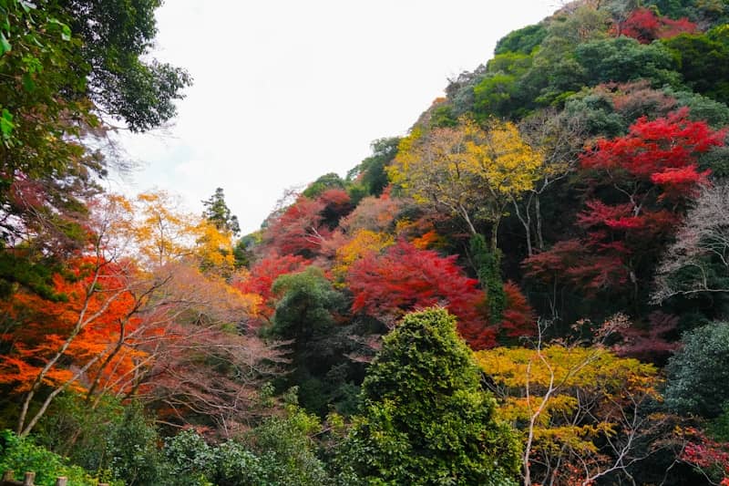 Autumn foliage covers a hillside with vibrant colors.