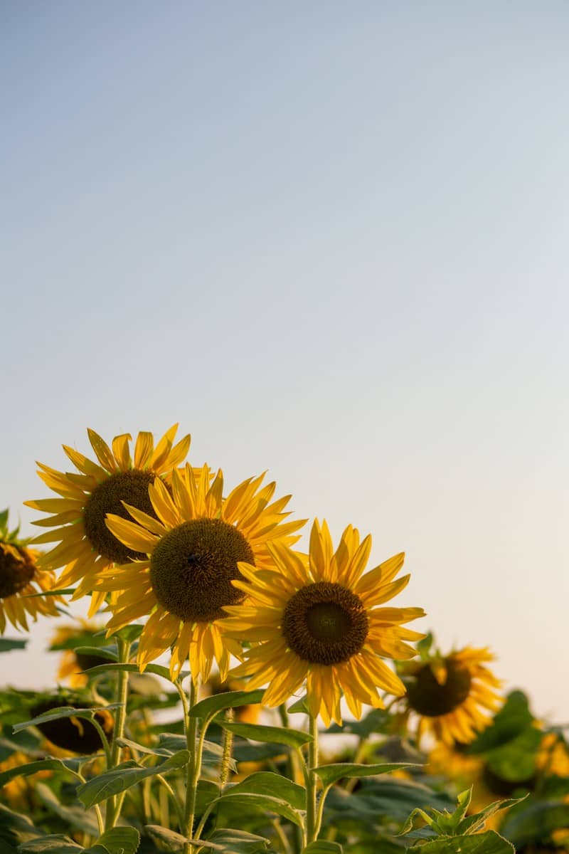 Bright yellow sunflowers stand tall against a clear sky.