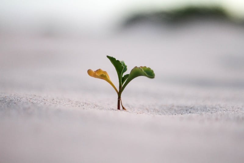 closeup photography of plant on ground