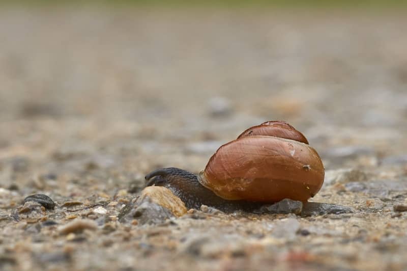 A close up of a snail on the ground