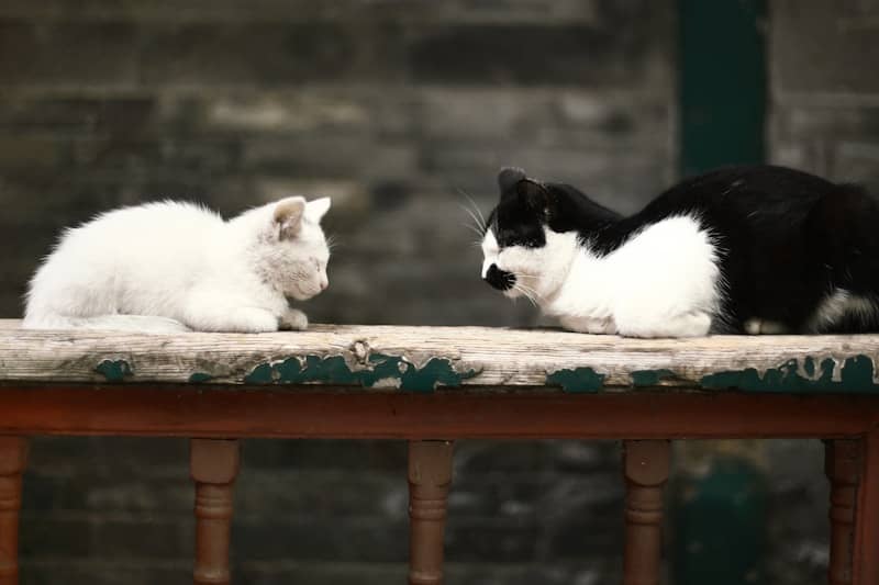 cats sitting on a bench