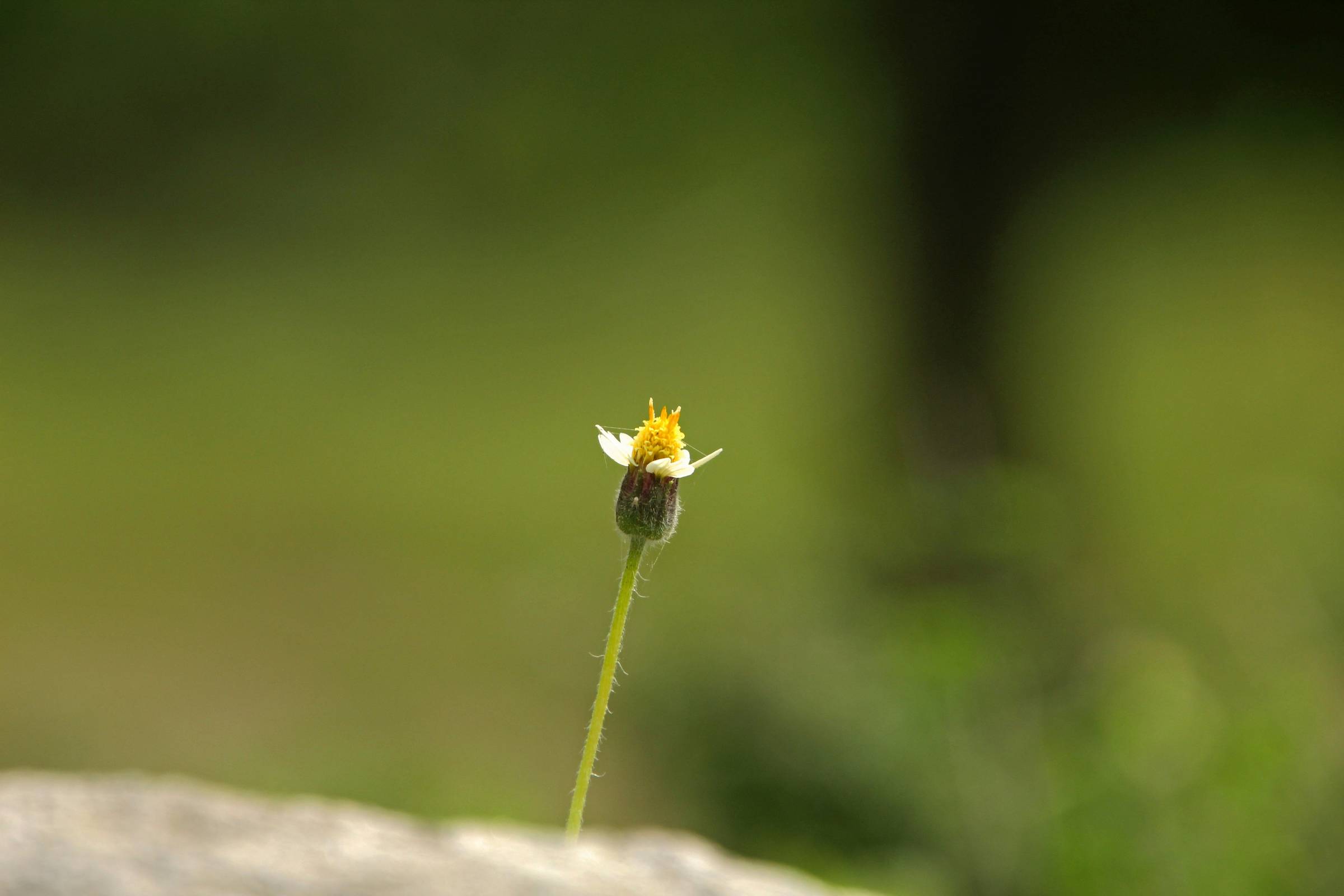 A small coat button flower on a rock