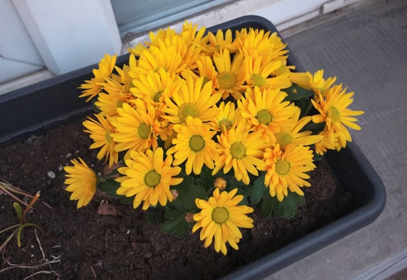 Yellow chrysanthemums bloom in a dark planter.