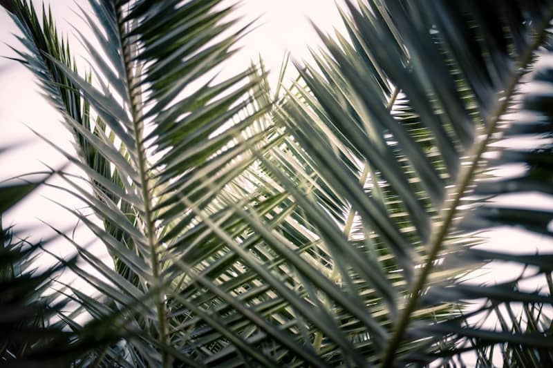 green palm tree under blue sky during daytime