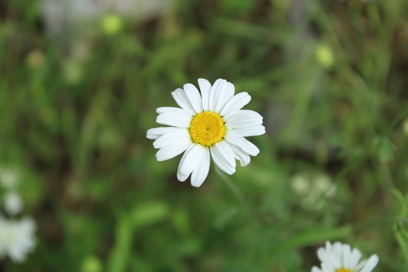 A single daisy blooms brightly in the green field.