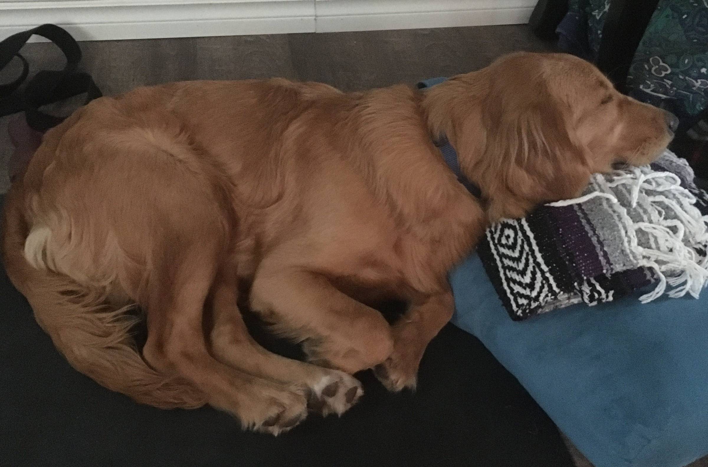 Leo making more use of my yoga mat