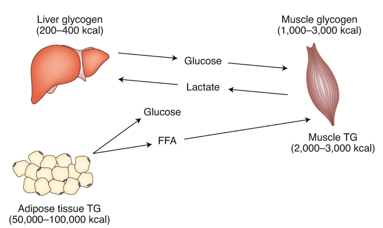 The Consequences Of Delaying Carbohydrates After Your Run 1