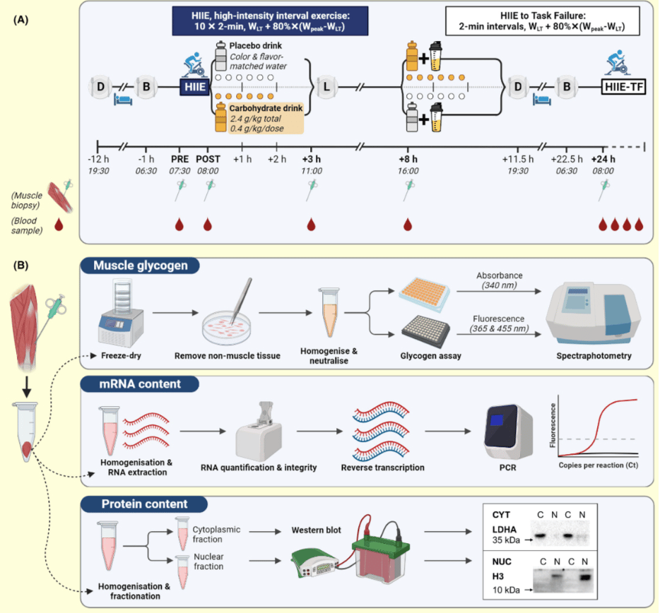 The Consequences Of Delaying Carbohydrates After Your Run 2