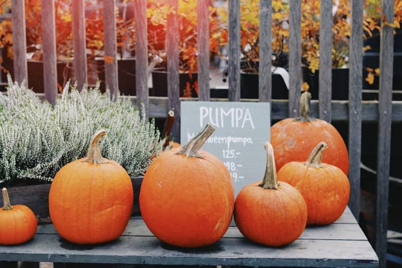 Pumpkins are displayed for sale during autumn.