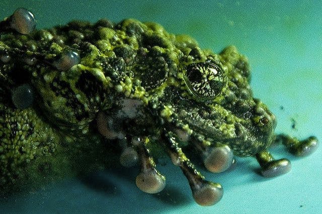 a mossy frog