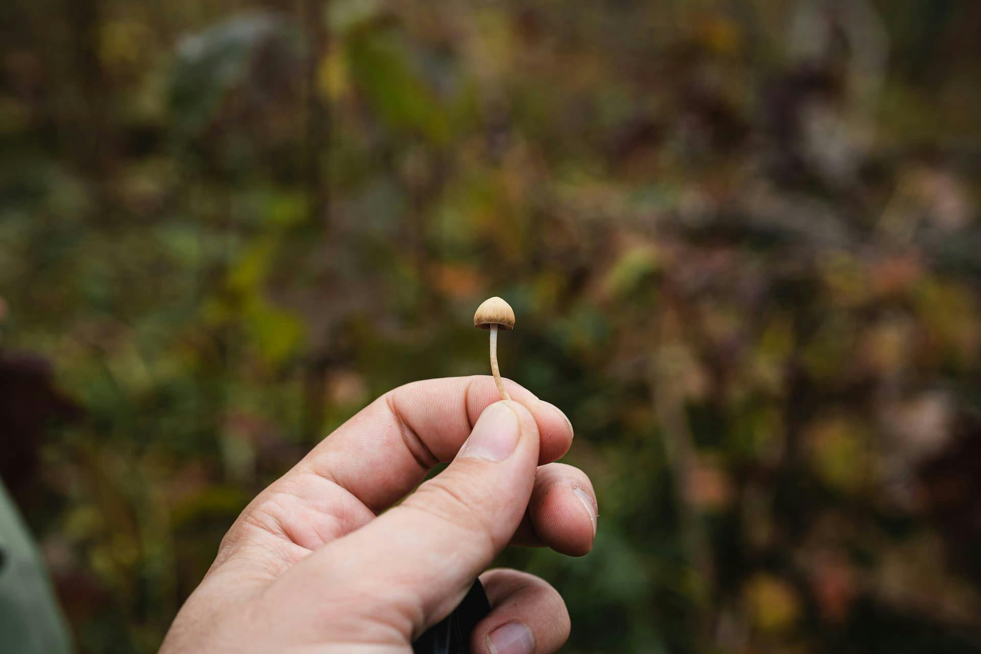 microdosing shrooms