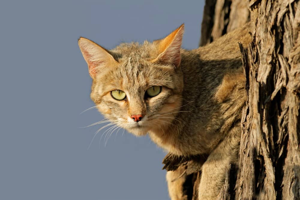 African Wildcat