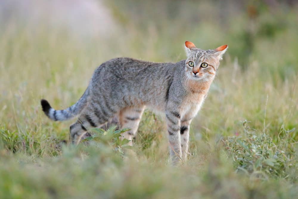 Southern African Wildcat