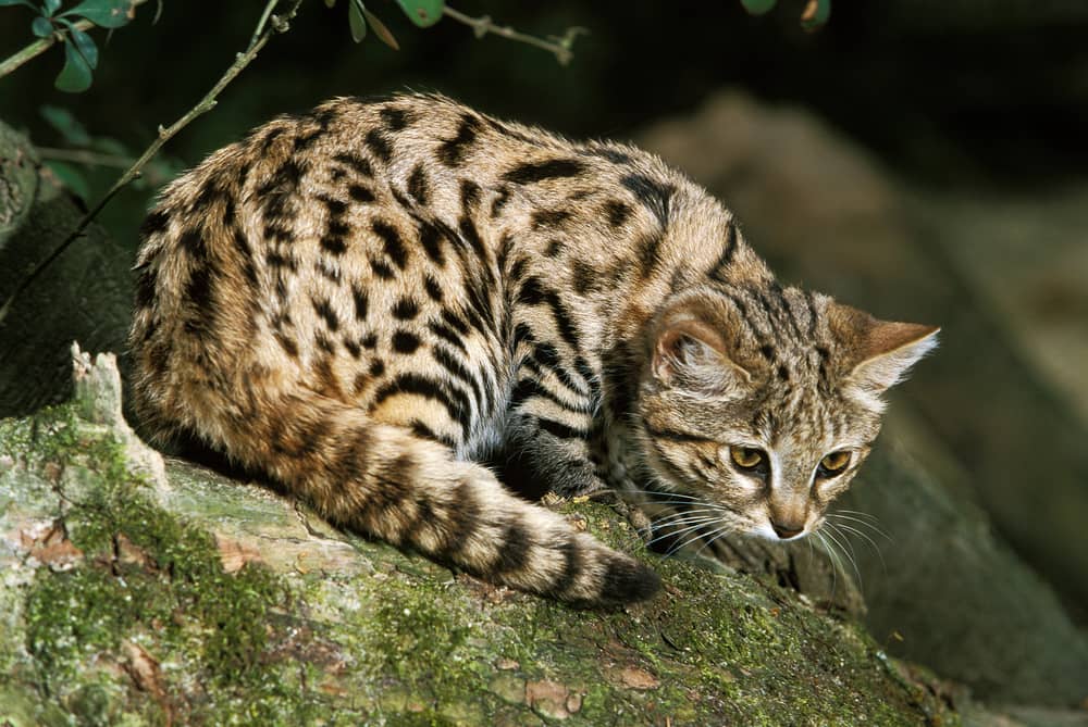 Balck-footed Cat