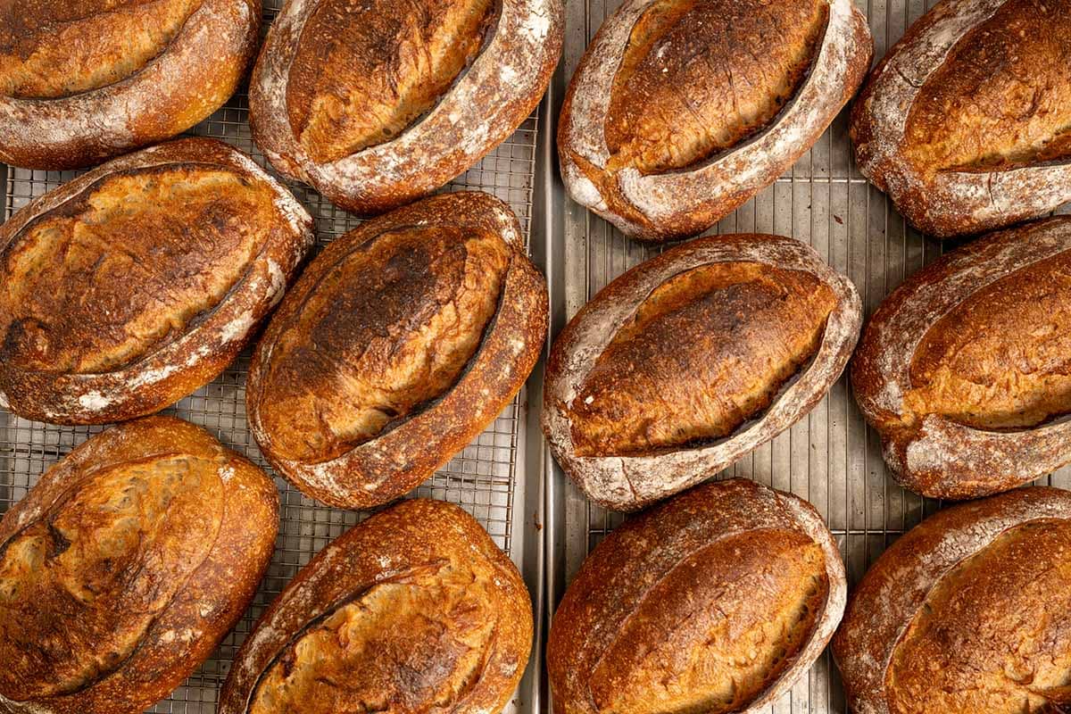 High hydration sourdough bread resting on a cooling rack