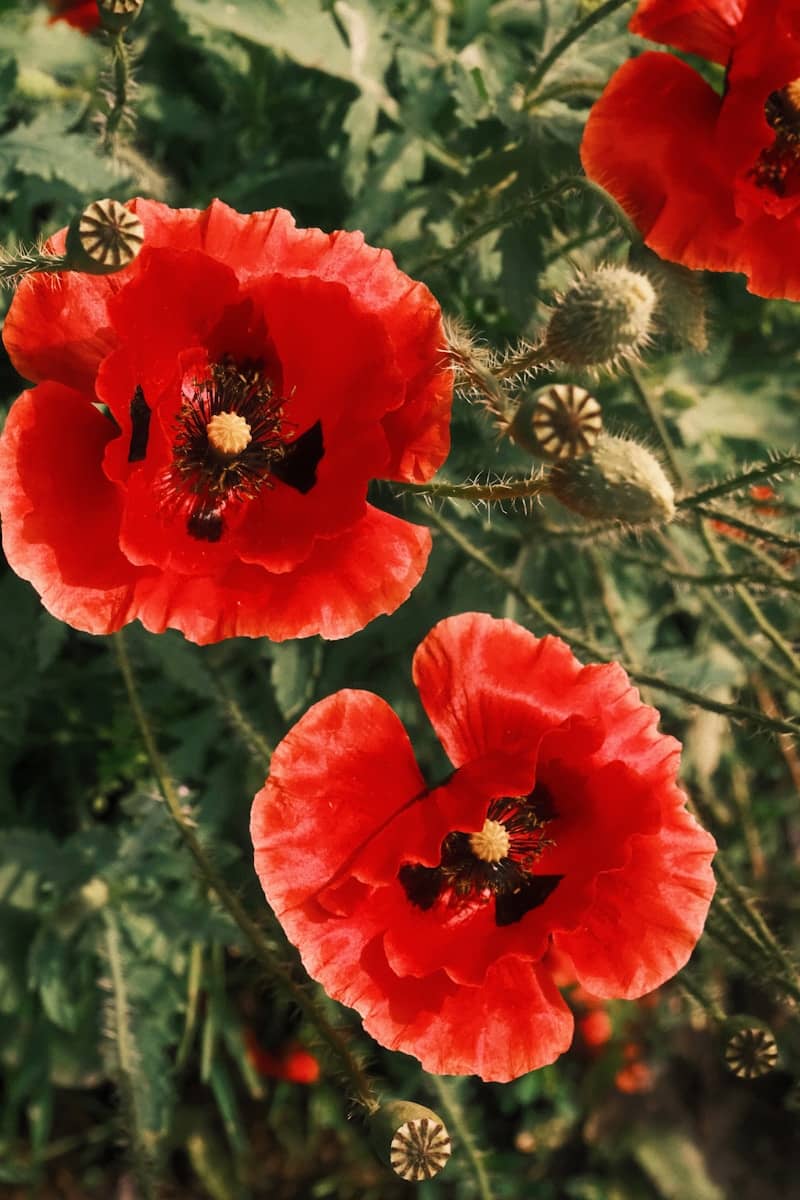 Vibrant red poppies bloom amidst green foliage.