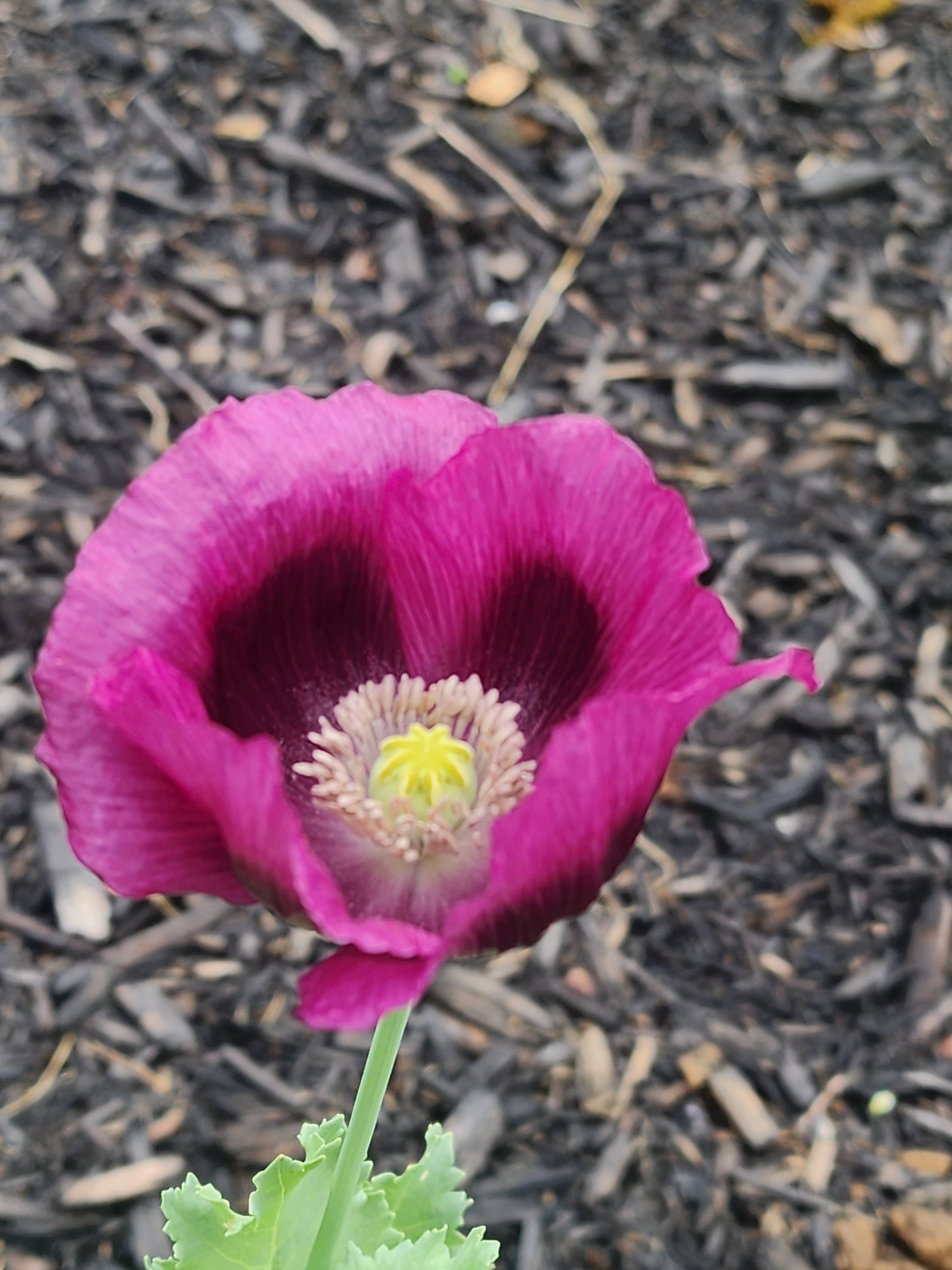single poppy flower in garden