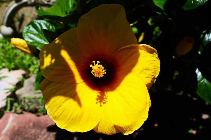 A bright yellow hibiscus flower blooms beautifully.