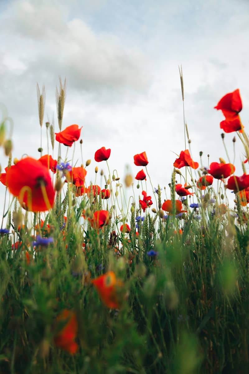 Red poppies bloom wildly in a field.
