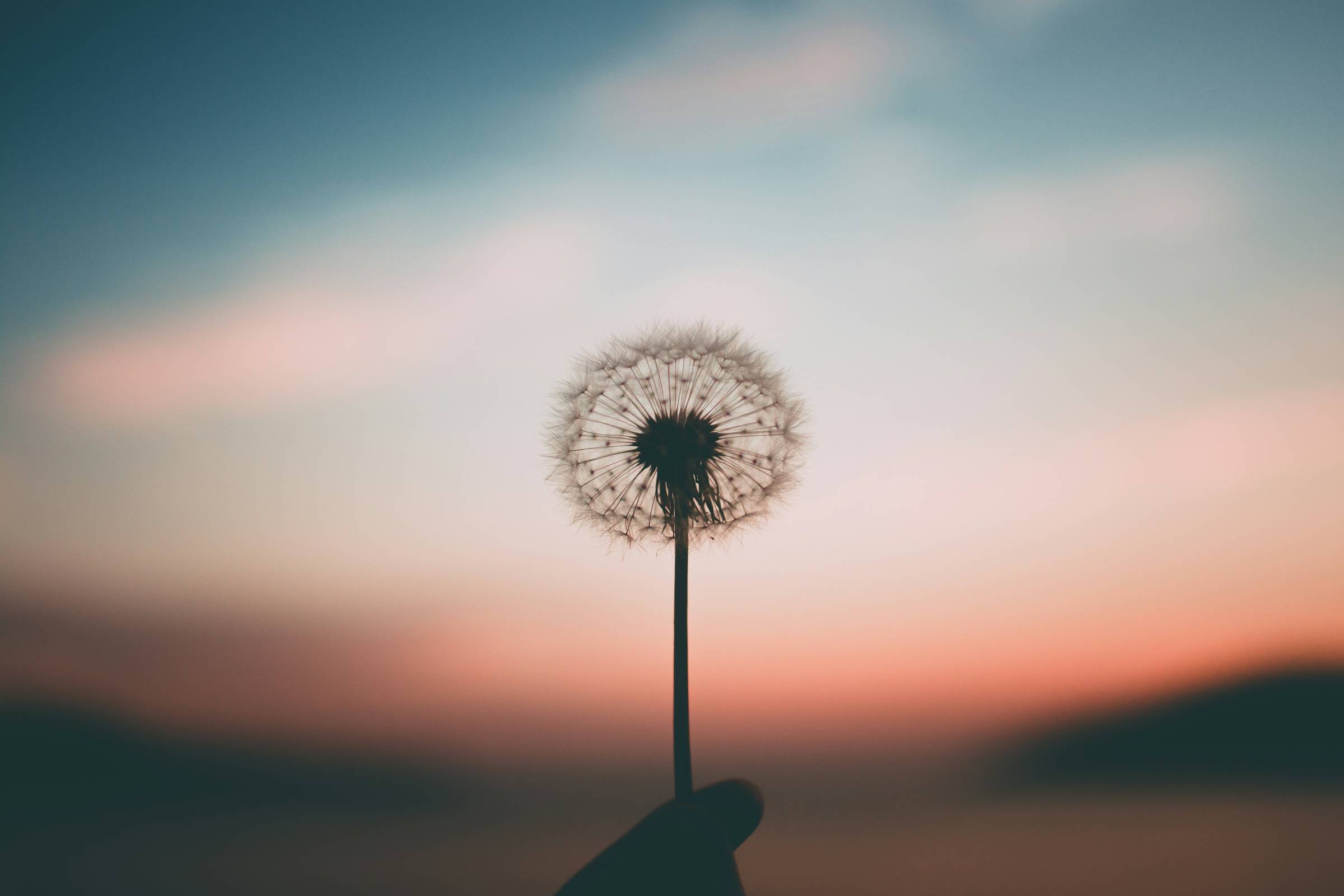 Make a wish