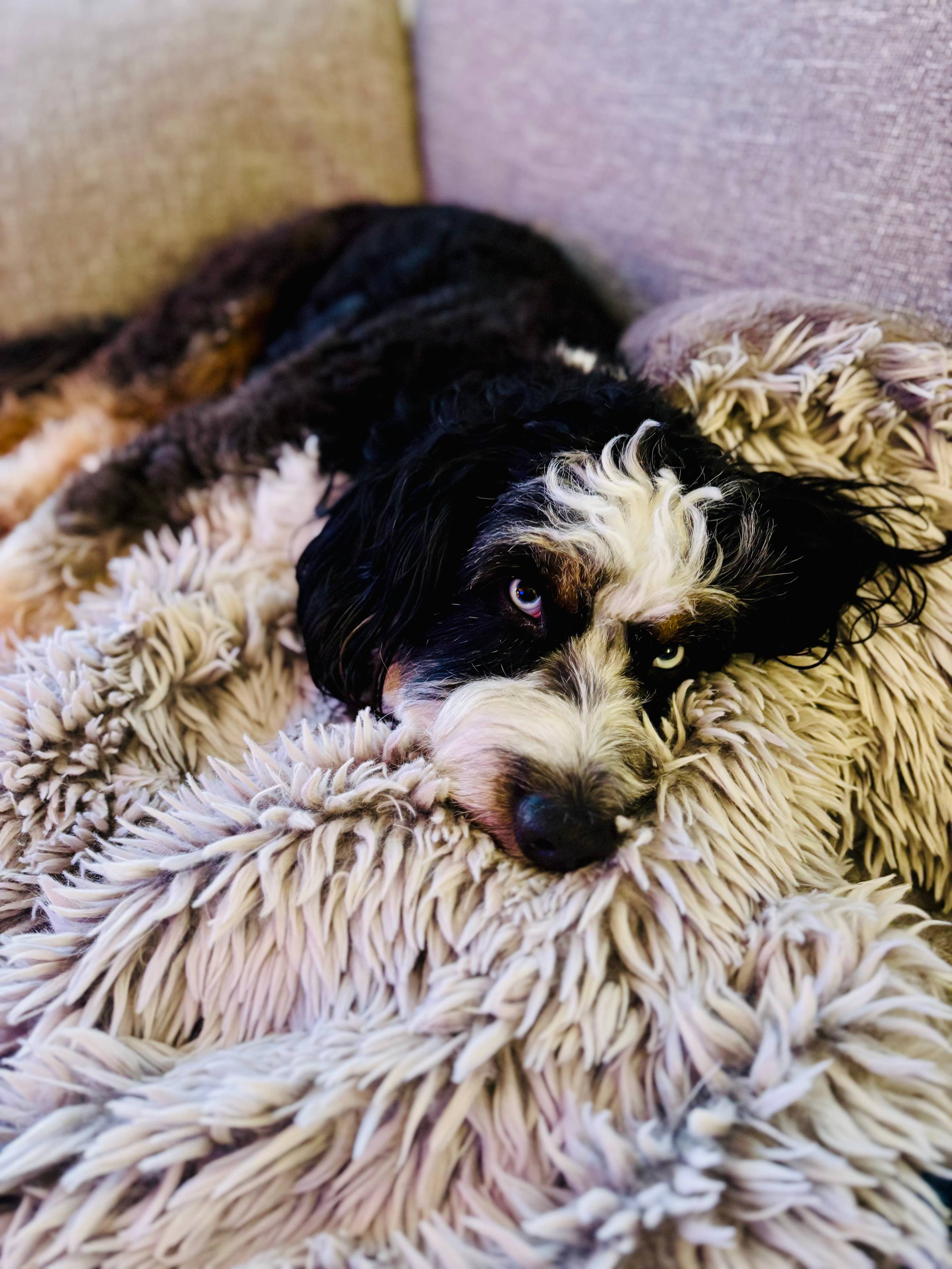 Beau -  the best dog-sitting experience ever