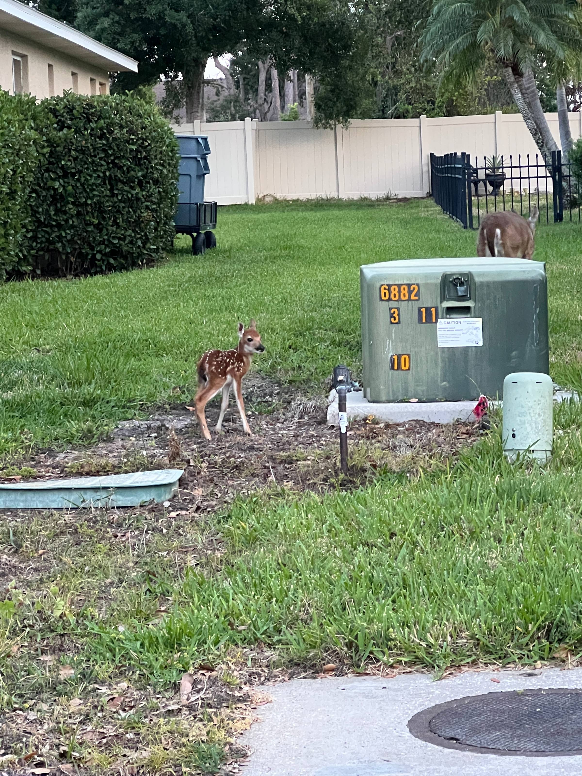 A baby deer in the yard