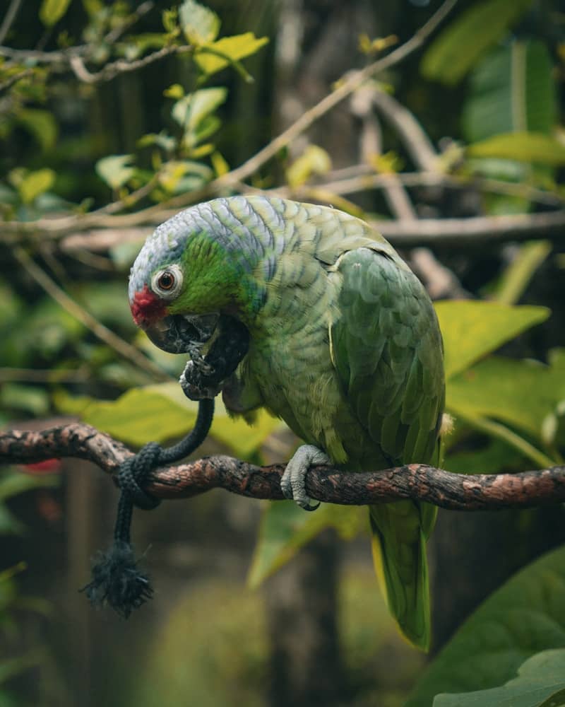 Green parrot perching on a branch, holding a black rope.